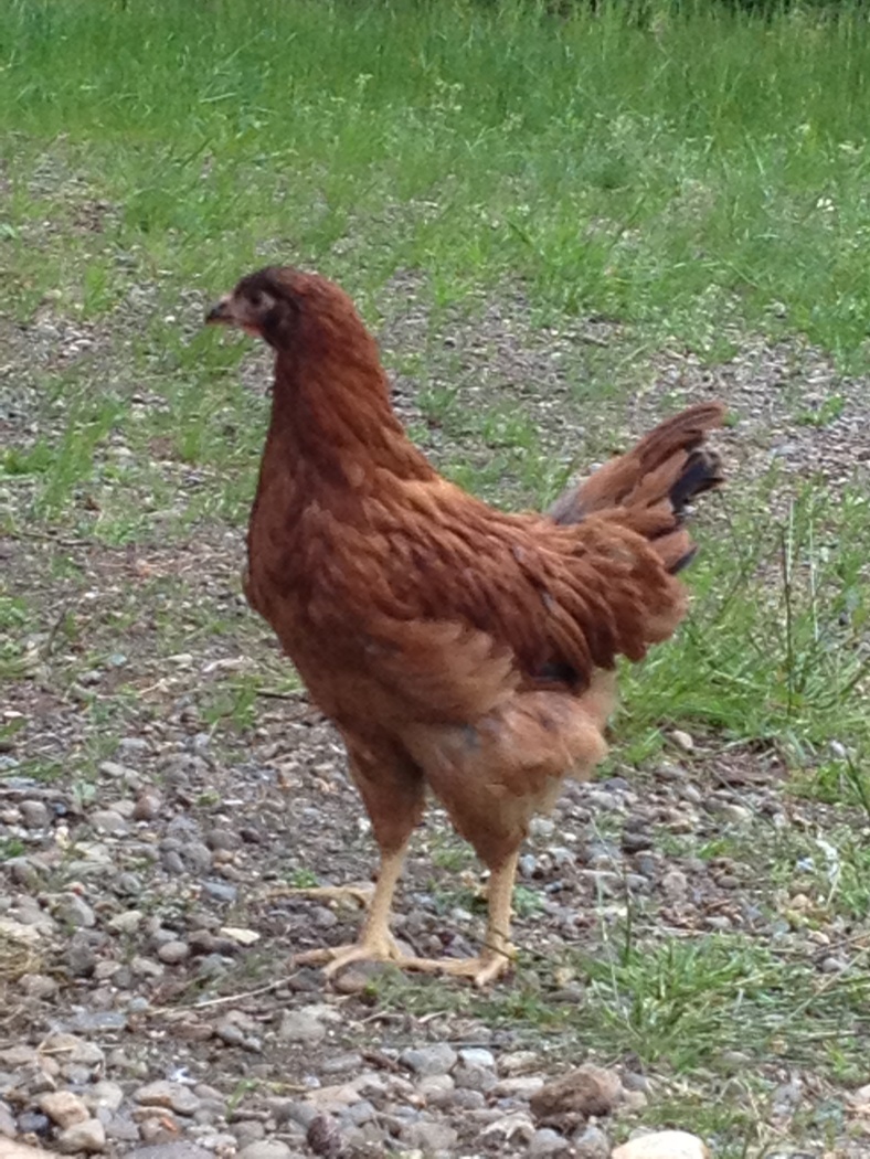 Even a s young pullet, Peeps lacked the bold colouring of her Welsummer sister, Chip. She seemed more Rhode Island Red than Welsummer.